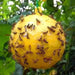Fly Ball Traps 8cm Insects Fly Swatter Fruit Flies Trap Reusable Hanging Trap Ball Pest Repeller Killer Garden Supplies - eZthings USA WE SORT ALL THE CRAZIEST GADGETS, GIZMOS, TOYS & TECHNOLOGY, SO YOU DON'T HAVE TO.