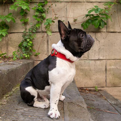 eThings Pet Anti-Loss Apple Airtag Tracker Collar Dog GPS Positioning Collar Protection Holster - eZthings USA WE SORT ALL THE CRAZIEST GADGETS, GIZMOS, TOYS & TECHNOLOGY, SO YOU DON'T HAVE TO.