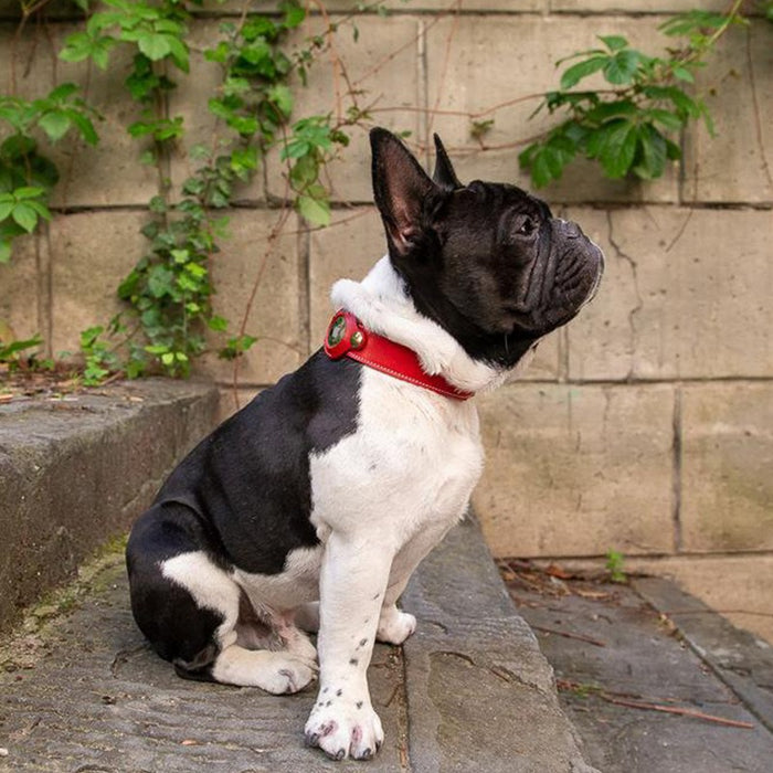eThings Pet Anti-Loss Apple Airtag Tracker Collar Dog GPS Positioning Collar Protection Holster - eZthings USA WE SORT ALL THE CRAZIEST GADGETS, GIZMOS, TOYS & TECHNOLOGY, SO YOU DON'T HAVE TO.